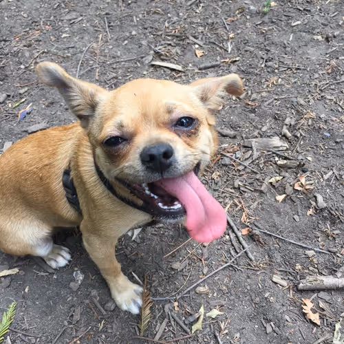 DillyDally Collection