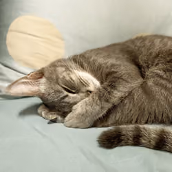 sleepy cat2