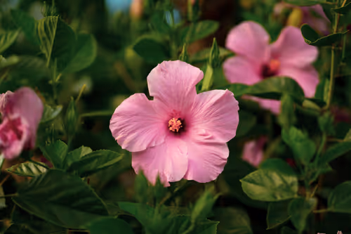 Item #38069088421557280780080489884356511775313840977413642295707171777555810222081 Media