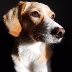 CRYPTO PETS #7 - Mona Fiba