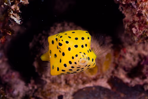 Item #109490832129019688530510015622516671857324775840030093758317008308502001614849 Media