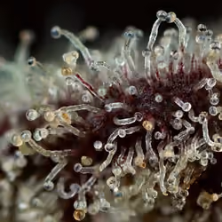 Trichomes #14
