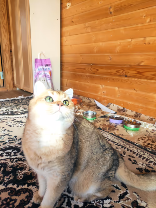 Item #46348599472569713654731178302084384440561957905567404983387339763566744961025 Media