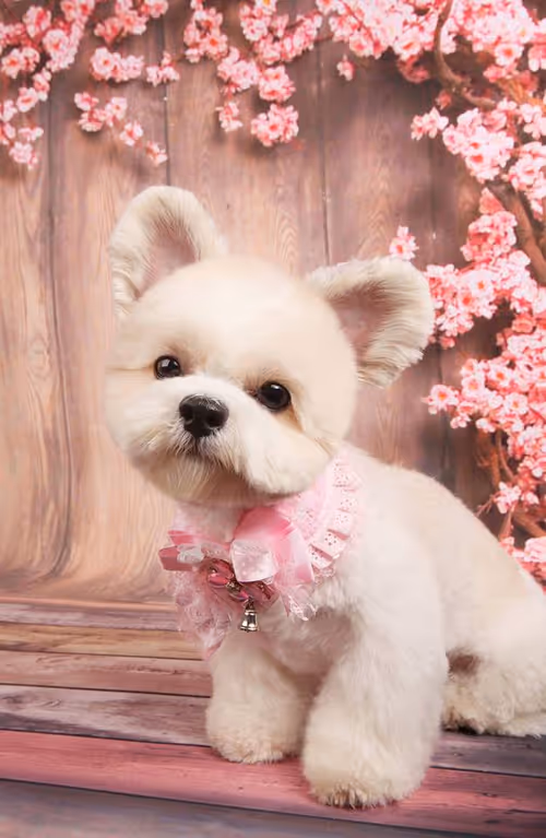 Item #21607923784025543658024067331009769919395041958272689574271021095772621897729 Media