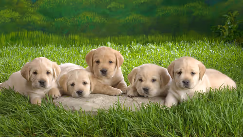 Item #48492640490822850333298986931708513803720436110442566556450274884204317638657 Media