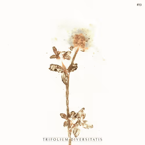 Item #76175018516798795127164262872204246943574766961521034398598041812834134786049 Media