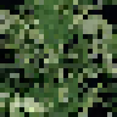24px Plant #21