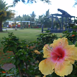 Mauritius #16