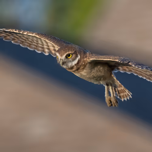 Burrowing Owls Dcl