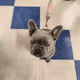 Angry Grey Dog