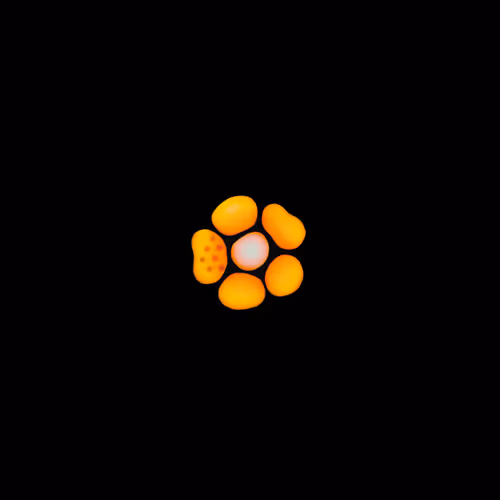 Haematopoiesis