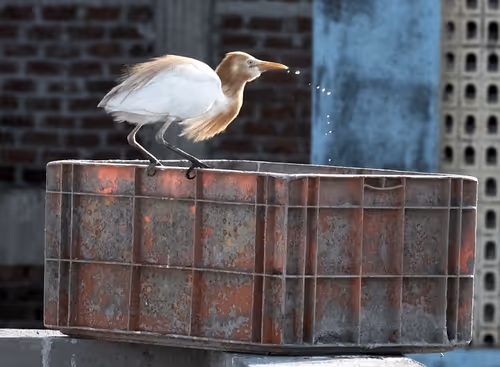 Item #55693129802033309133993648362875030552322956693763483075154188358984509947905 Media