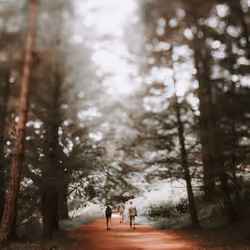 forest #2
