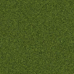 Grass