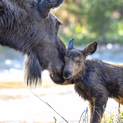 Balance in Nature - Conservation of Wildlife