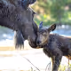 Balance in Nature - Conservation of Wildlife