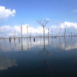 Amazon/Brazil - Diversity of Local Nature #015