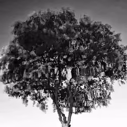 Tree of Love
