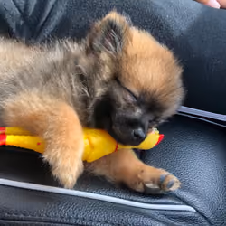 Sleeping Boy #1