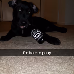 drinking partner