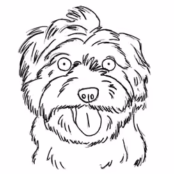 Maltipoo #1 of 4