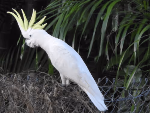 Amazing Australian Collection