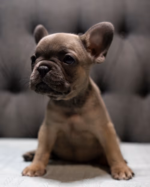 Item #86324585637778656739371061311276869330579947988005091311843235376992098451457 Media