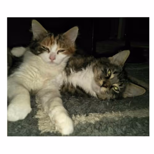 Untitled Collection #123270160