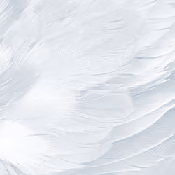 feather texture background #43