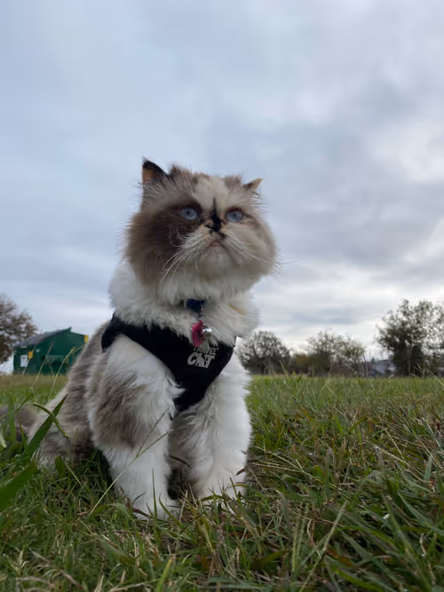 Item #88063557034118437660925886446302507819426649905583175627315428979500094849025 Media