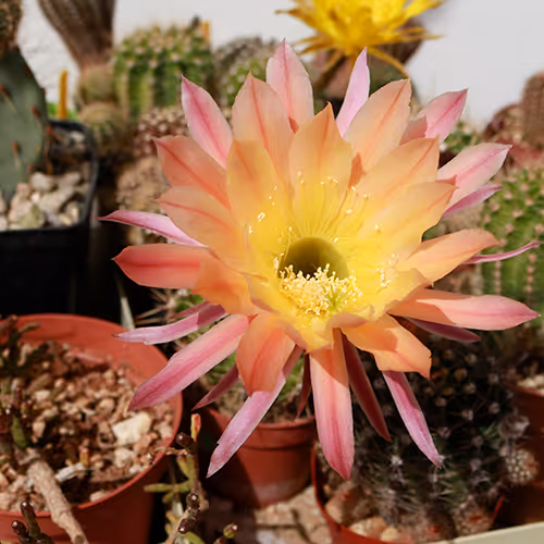 Cactus_Shaman Collection