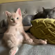 Freddie Mercury the Cat