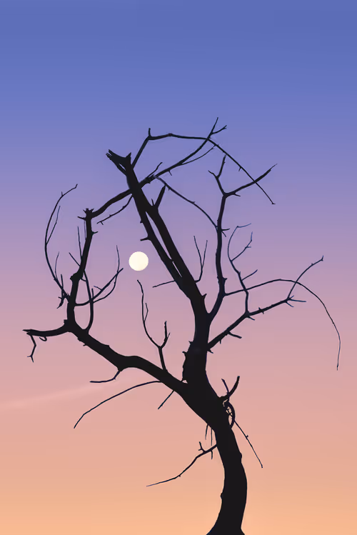 Item #39071023685345521589531013450918722216572370939070752972983331664117016559617 Media