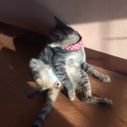 cat photo