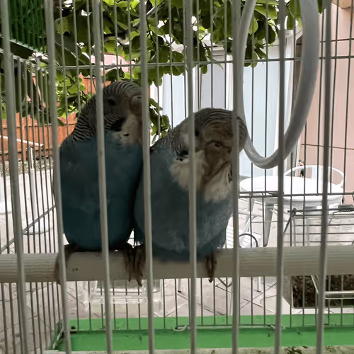 Whatchu_LookingAt Collection