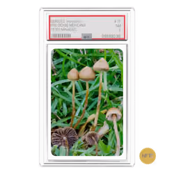 NFT.CARDS : SERIES 2 : #shrooms : #11 : TEOTLNANACATL