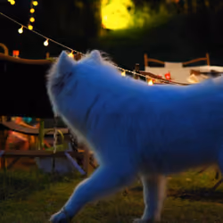 ms