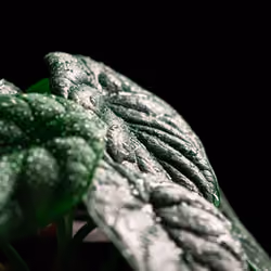 Alocasia silver dragon #0