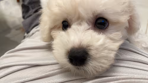 Item #92188154447738359772413004813718772154736865796929570439624112337652058947585 Media