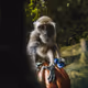 Monkey Selfies