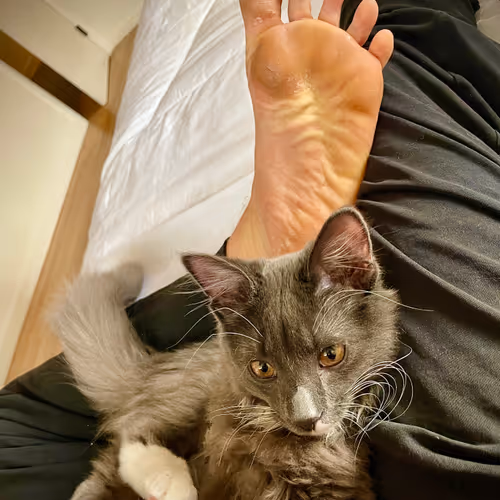 78021035901715520194924775622650316392600202825631748760738384798197542289409