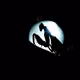 Mantis, at full Moon