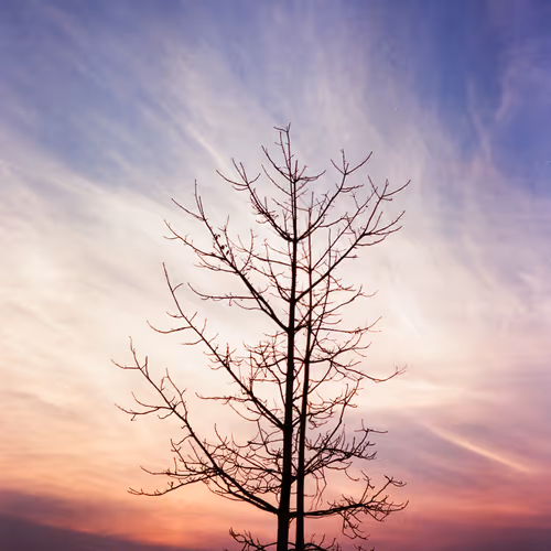 Edwerd-XIII Collection