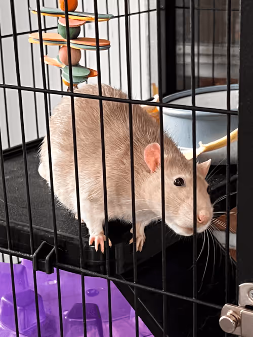 Item #1558415611179908157825303263242469701105958003249245582265085161900517359617 Media