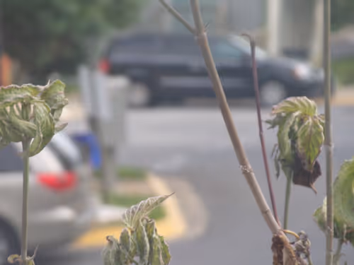 Item #61051240571971779841838649405693456424568018504308900476674196558612258619393 Media