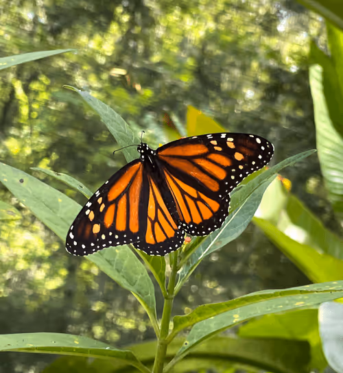 Item #60286361363657250857601775030637471218171117852543341295073304064628543717377 Media