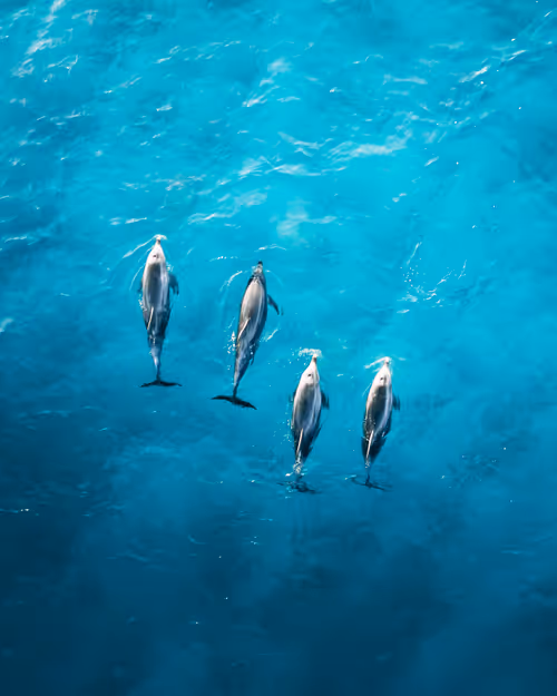 Item #105142820758875045122453279743182417762629954244329512910761130636502177415169 Media