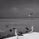 55185760767951230177135529864980533230539959924107682506202908683666733400065