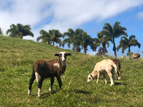 Item #111384347419130010131898734196272882001680551158239169533315207297675179327489 Media