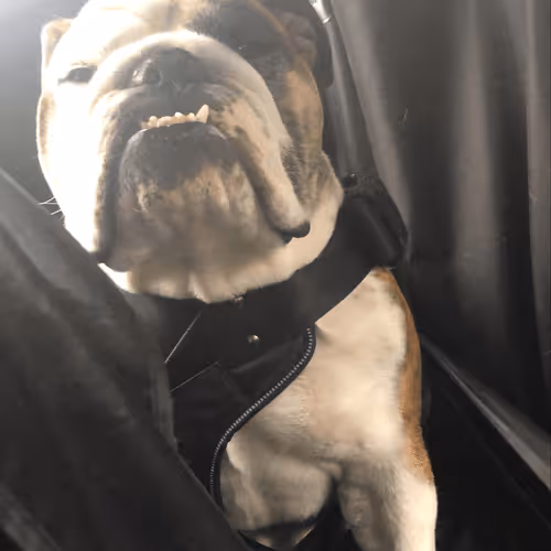 Frankenstein The Bulldog